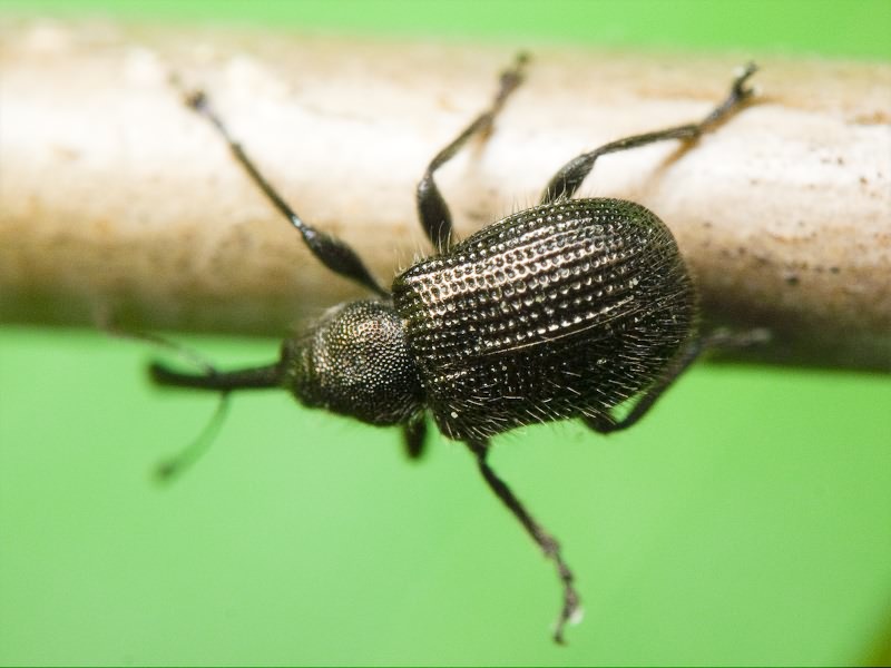 Schoenitemnus minutus (Herbst, 1797)